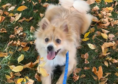 ollie