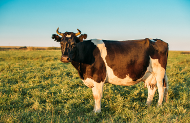 cow-in-meadow