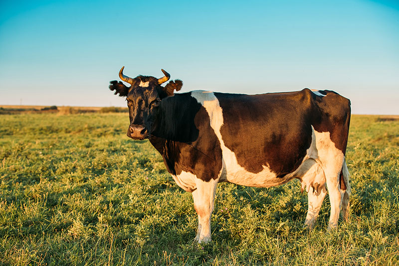 cow standing in field